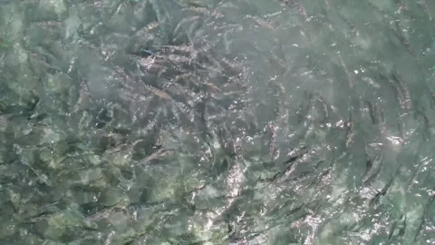 A school of bonefish swimming and feeding in clear shallow water, aerial Stock Footage 279158102