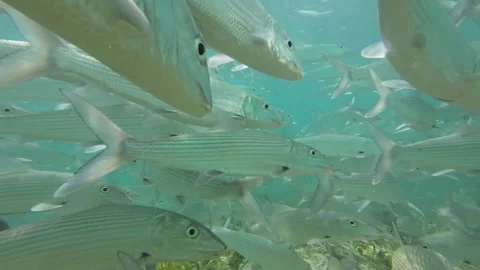 School of bonefish swimming close to the camera in shallow waters of Los Stock Footage 279613816
