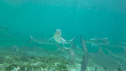 School of bonefish swimming through underwater seagrass Stock Footage 279997732
