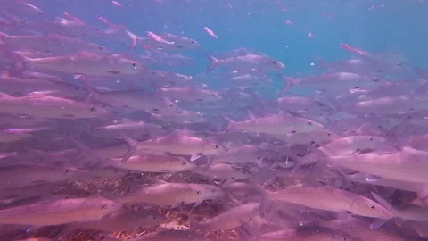 School of bonefish swimming underwater captured with handheld camera Stock Footage 279542653