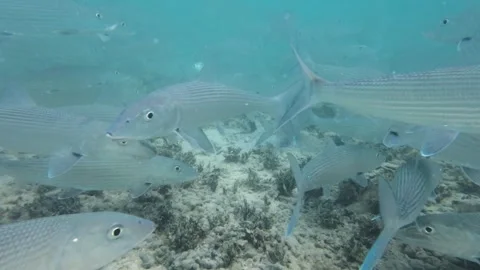 A school of bonefish swimming underwater in a clear blue sea Stock Footage 279222161