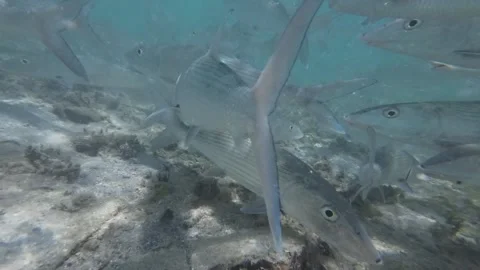 School of bonefish swimming underwater in clear, shallow tropical waters Stock Footage 279465037
