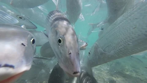 A school of bonefish swimming underwater in clear turquoise waters, Stock Footage 279613690