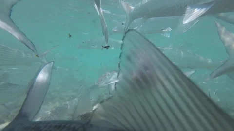 School of bonefish swimming underwater in crystal clear tropical waters, Stock Footage 279657190