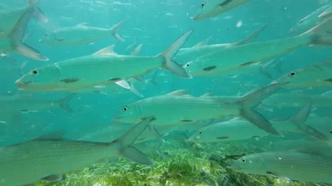 A school of bonefish swimming underwater through seagrass Stock Footage 279059103