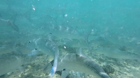 A school of bonefish swims and feeds in the clear blue waters of a coral Stock Footage 279651377