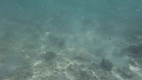 A school of bonefish swims calmly through clear tropical waters Stock Footage 283644076