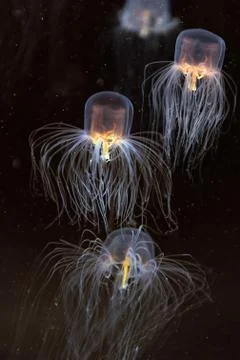 School of box jellyfish Stock Photos