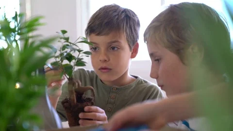  	School boys in biology class learning about plants Stock Footage 72036183