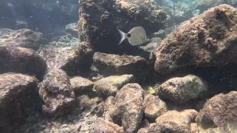 A school of bream swims in front of the camera Video stock 282496959
