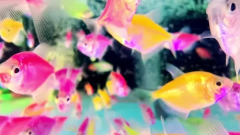 School of bright pink and red tropical aquarium fish swimming in water 库存影片 344742235