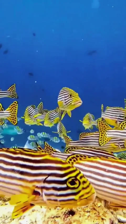 School of Bright Yellow Snapper Fish Near the Reef Stock Footage 337639631