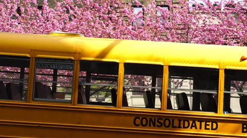 School Bus Stopped Under Full Bloom Cherry Blossom Trees Video stock 327320025