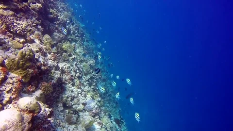 School of Butterfly fish on background Drop off reef of clear seabed underwater. Stock Footage 76301634