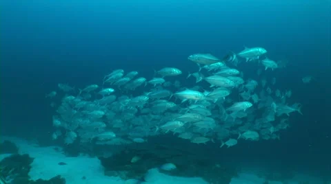 School of Caranx fish Stock Footage 40083189