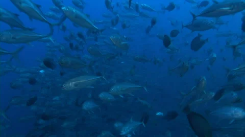 School of Caranx fish Stock Footage 56788795