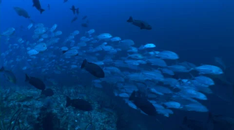 School of Caranx fish Video stock 56790649