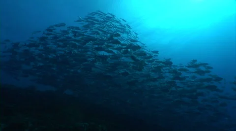 School of Caranx fish Video stock 56790768