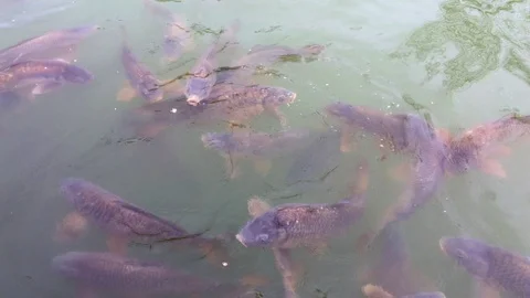 School of carp fish swimming in a group, feeding 4k Stock Footage 87804045