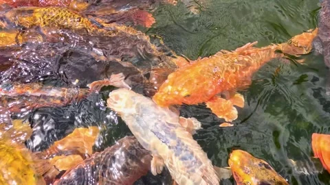 A school of carp Stock Footage 242839152