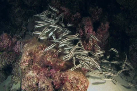 School of Cat fish at night NTSC Stock Footage 393065