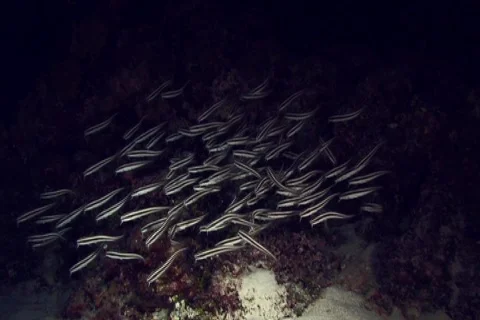 School of Cat fish at night NTSC Stock Footage 393070