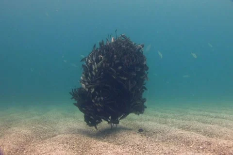 School of cat fish NTSC Stock Footage 393064