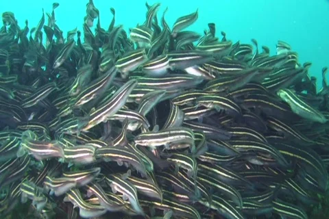 School of Cat fish NTSC Stock Footage 393067