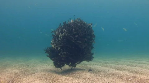 School of Catfish Stock Footage 157274