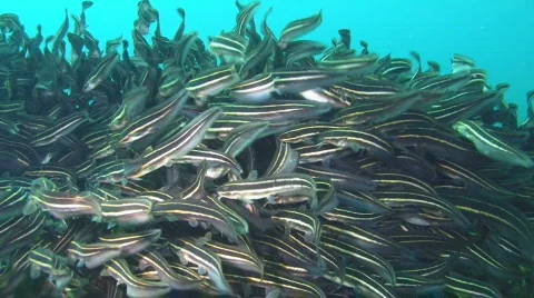 School of Catfish  Stock Footage 157292