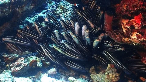 A school of catfish Stock Footage 120341640