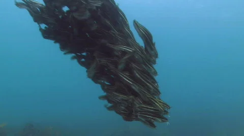 School of Catfish HD Stock Footage 398665