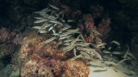 School of Catfish at Night  Stock Footage 157287