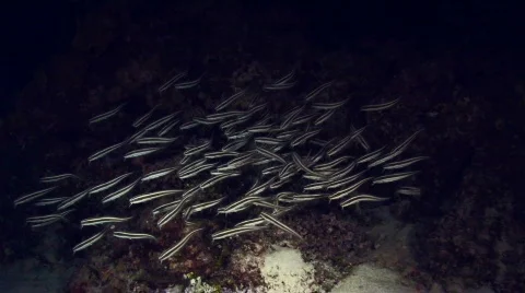School of Catfish at Night  Stock Footage 157295