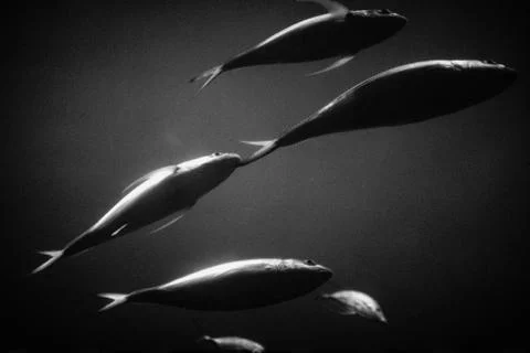 School of catfish Stock Photos