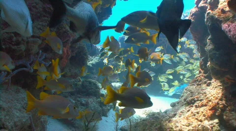 School in cave 30p Stock Footage 643873