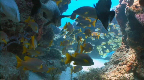 School cavern schoomasters Stock Footage 721783