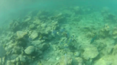 School chase cam 60% Stock Footage 24591504