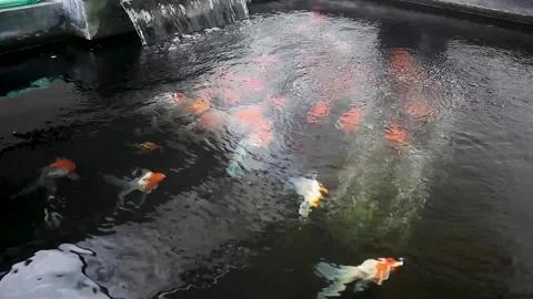 A school of chef fish Stock Footage 258808639