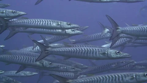School of chevron barracuda Stock Footage 256574605