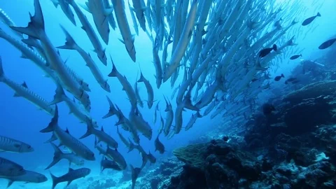 School of chevron barracuda (Sphyraena genie) swimming close to coral reef Stock Footage
