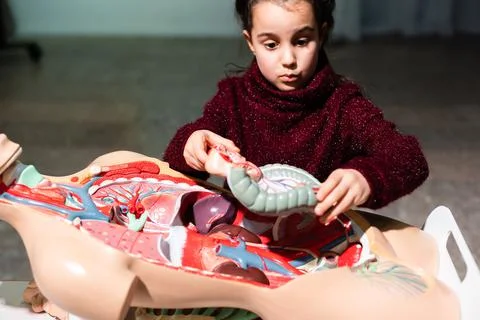 School child studying a model of the human anatomy in biology class Stock Photos