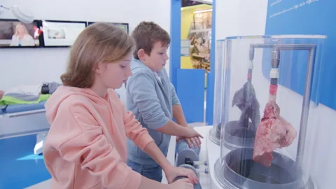 School children studying work of human lungs at the medical museum Stock Footage 233496510