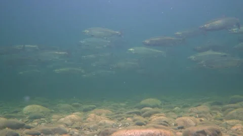 School of Chinook salmon in a shallow river in the Pacific Northwest in Canada. Stock Footage 329152122