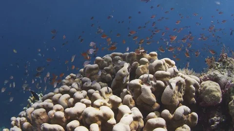 School of  Chromis Damsel, Chromis sp, swiming  in th coral reef Stock Footage 84783367