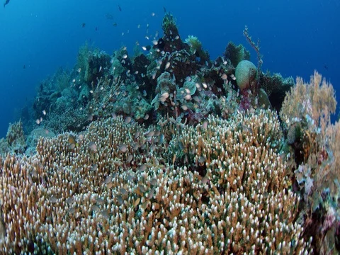 School of  Chromis Damsel, Chromis sp, swiming  in th coral reef Stock Footage 84784581