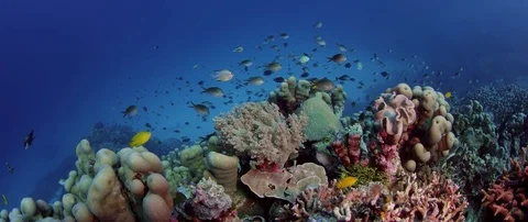 School of  Chromis Damsel, Chromis sp, swiming  in the coral reef Stock Footage