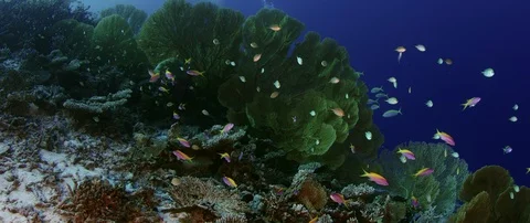 School of  Chromis Damsel, Chromis sp, swiming  in th coral reef Stock Footage 103234947