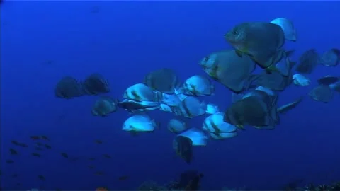 School of Circular Batfish (Platax Orbicularis) in Open Water Stock Footage 300734775
