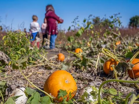 School Class field trip to a pumpkin patch in the fall Foto stock